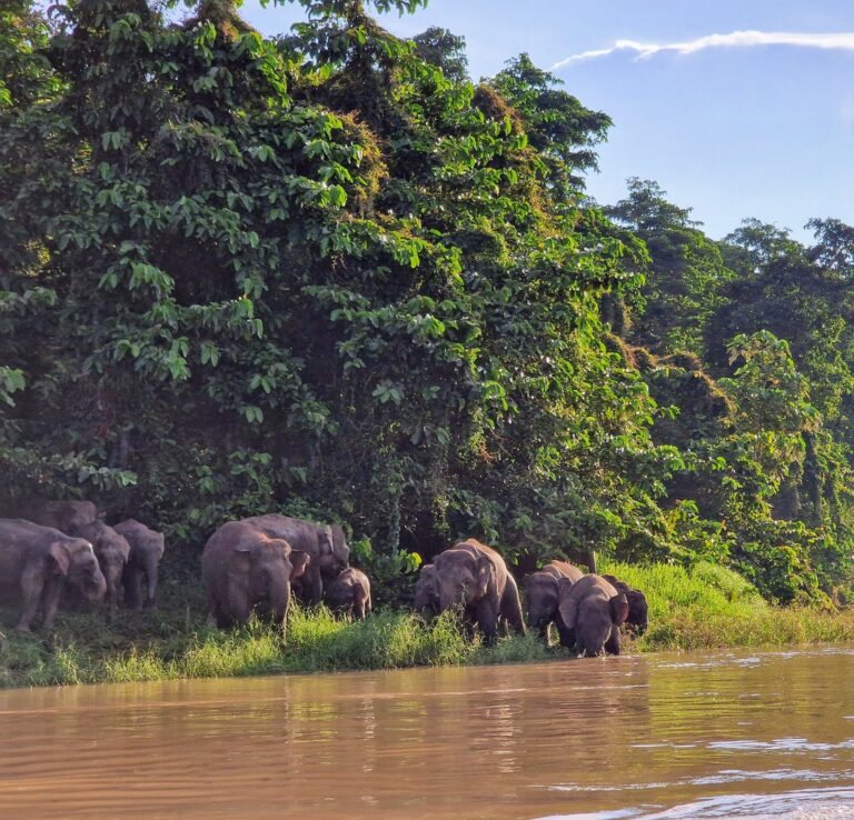 elephants on the riverbank