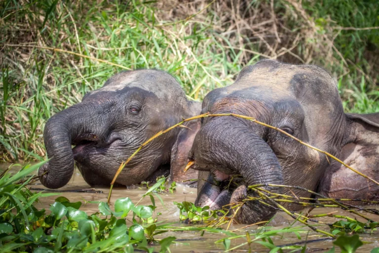 Bornean pygmy elephants bathing in the Kinabatangan River