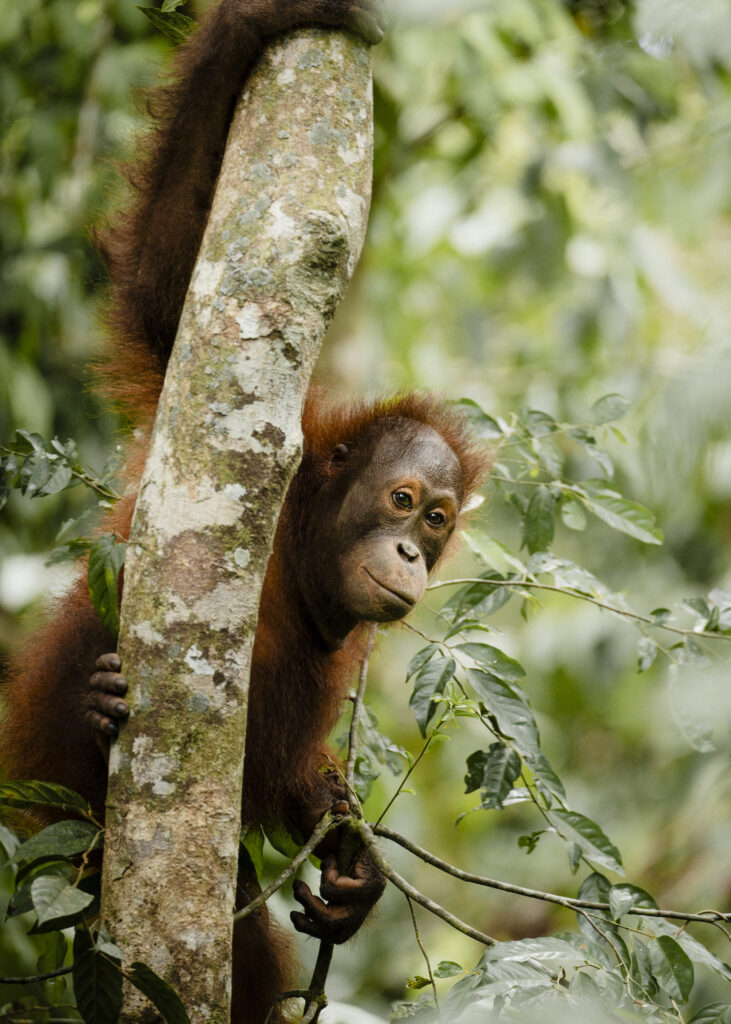 Close up orangutan encounter on river cruise