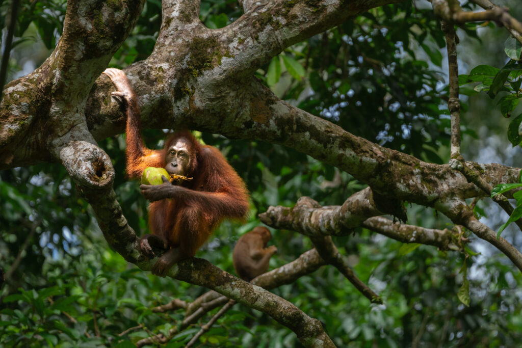 feeding time at Sepilok orangutan sanctuary