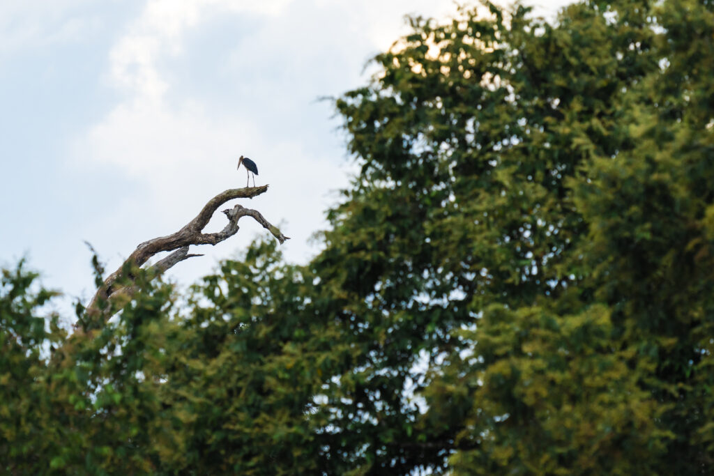 Storm’s Stork: One of the World’s Rarest Storks, and Where to Look for It
