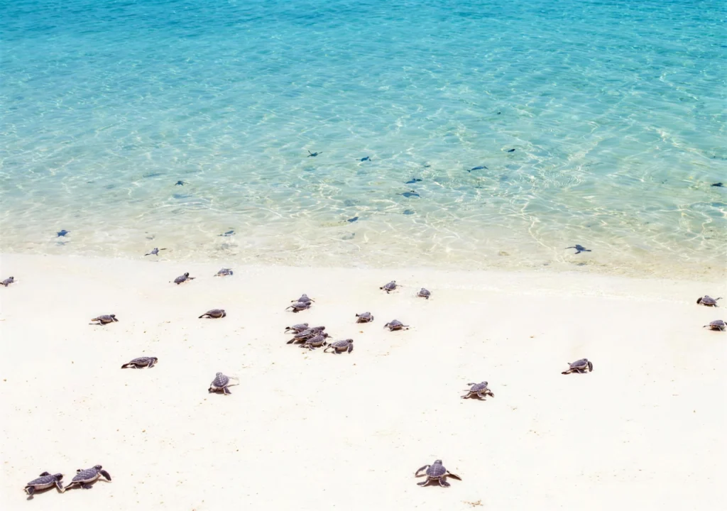 Green turtle hatchlings crossing the sand to the sea on Selingan Island