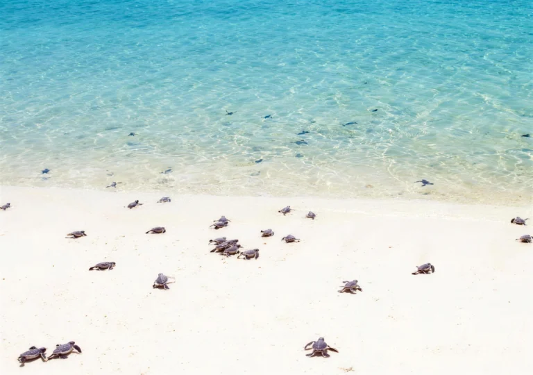 Green turtle hatchlings crossing the sand to the sea on Selingan Island