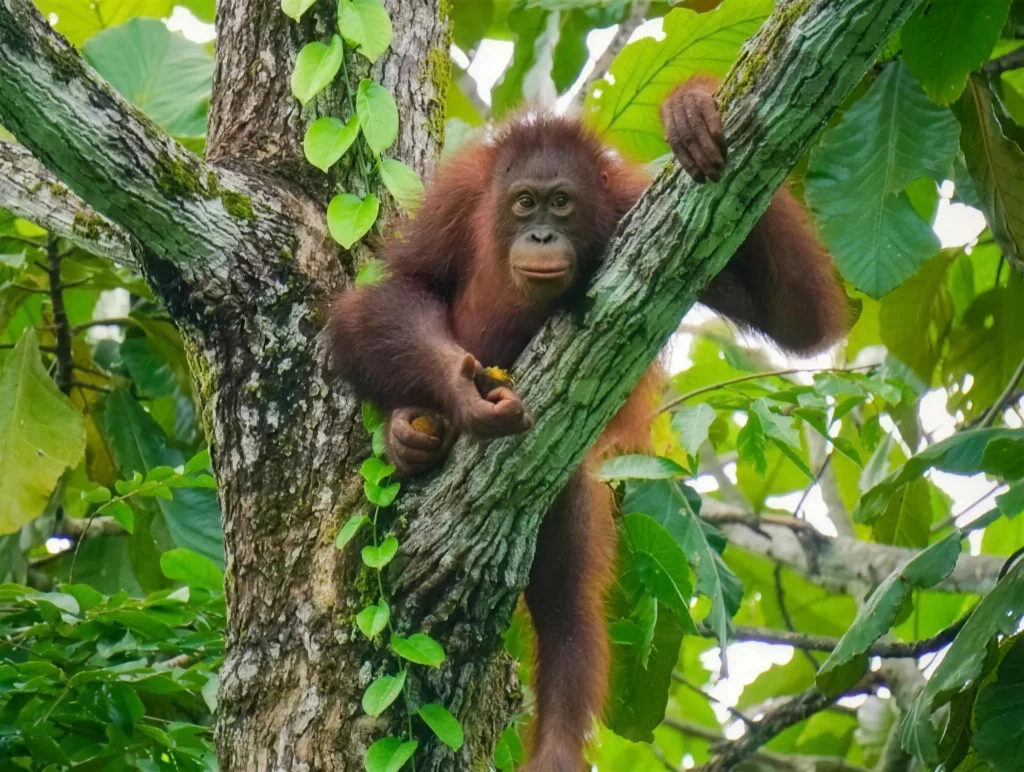 Orang-utan on the ropes at Sepilok Orangutan Rehabilitation Centre