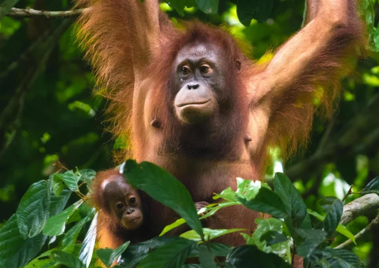 Wild orang-utan mother with her infant in the Bornean rainforest