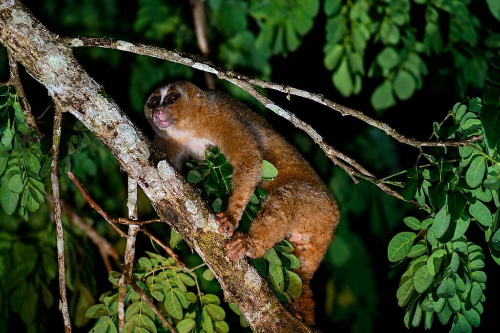Slow loris