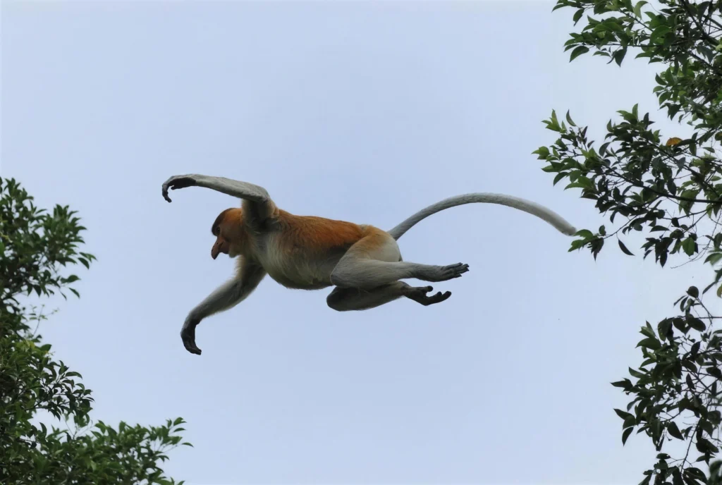 Proboscis monkey leaping between trees over the Kinabatangan