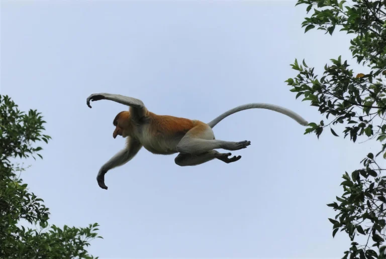 Proboscis monkey leaping between trees over the Kinabatangan
