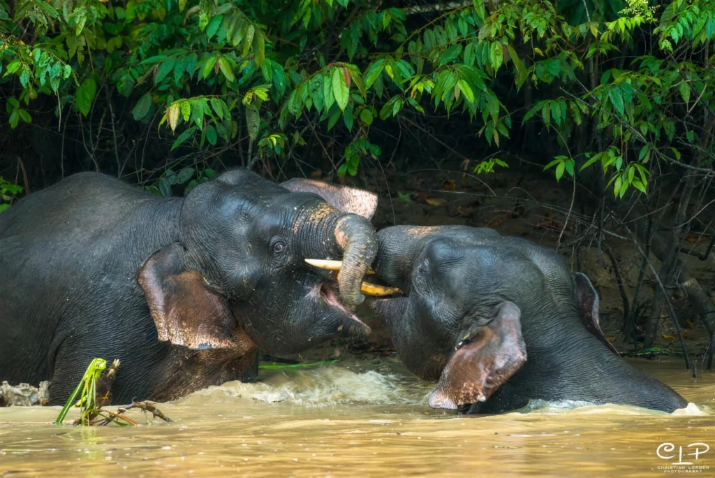 Herd of Bornean pygmy elephants at the edge of the Kinabatangan River