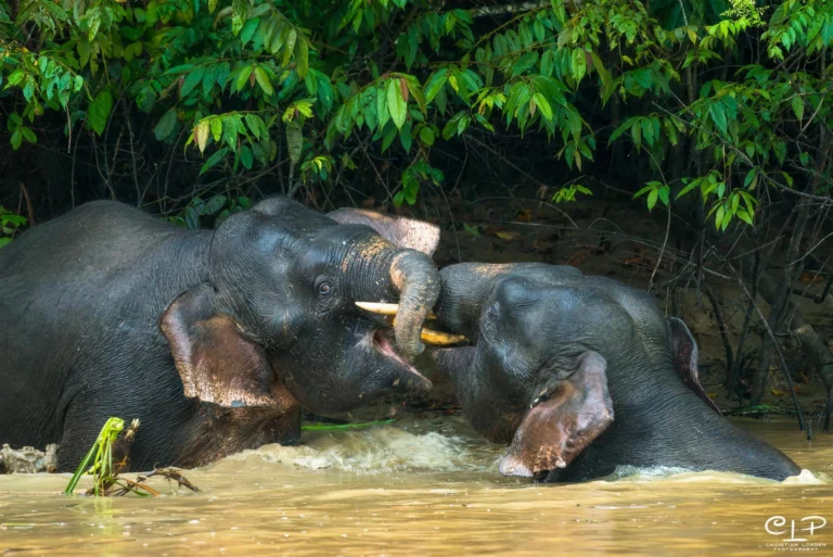 Herd of Bornean pygmy elephants at the edge of the Kinabatangan River