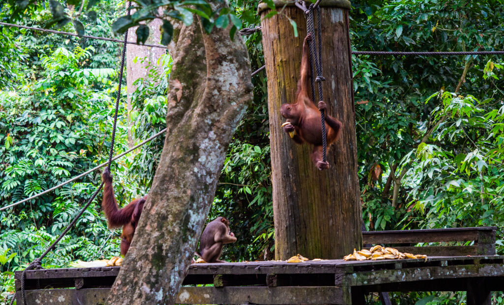 feeding platform at sepilok orangutan centre