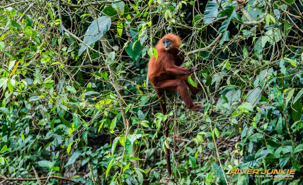 Wild Red leaf monkey in tree at gomantong