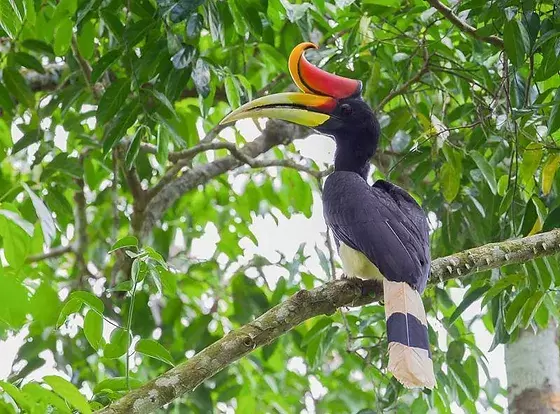 Rhinoceros hornbill perched on a branch, Kinabatangan River