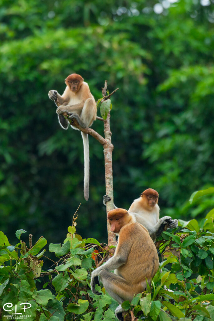 Troop of proboscis monkeys in tree