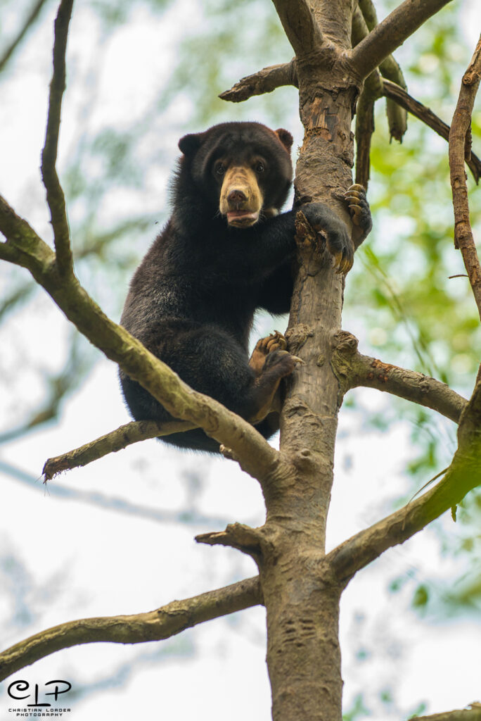 Borneo sun bear at Sepilok