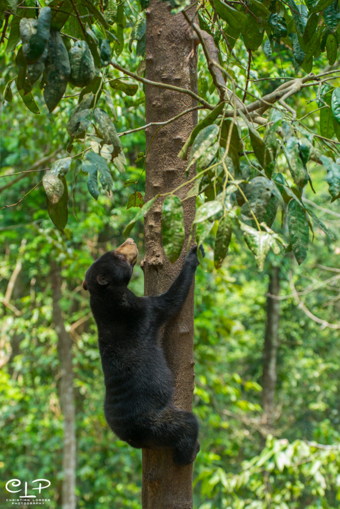 Borneo sun bear climbing tree in sepilok