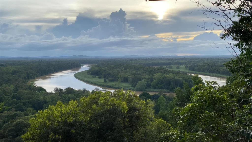 View of the Kinabatangan River and forest from Hornbill Lodge's observation tower