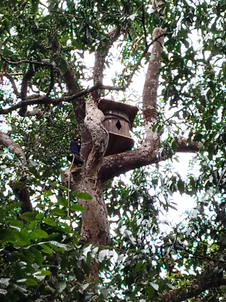 What are nest boxes and why install them at Hornbill Lodge?