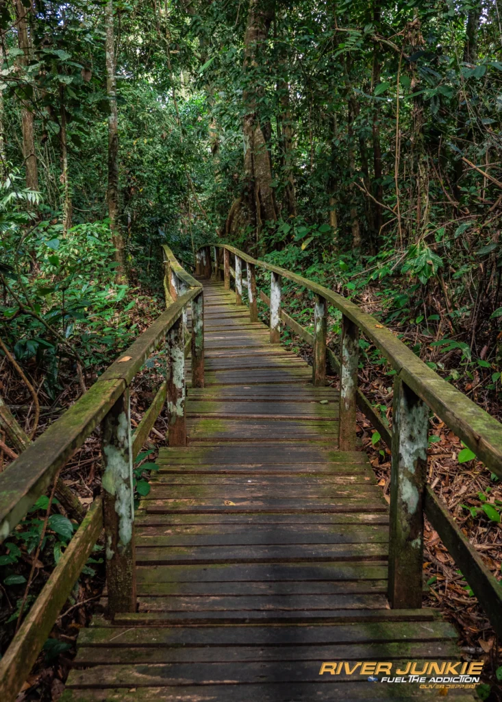 Boardwalk through the forest to Gomantong Caves