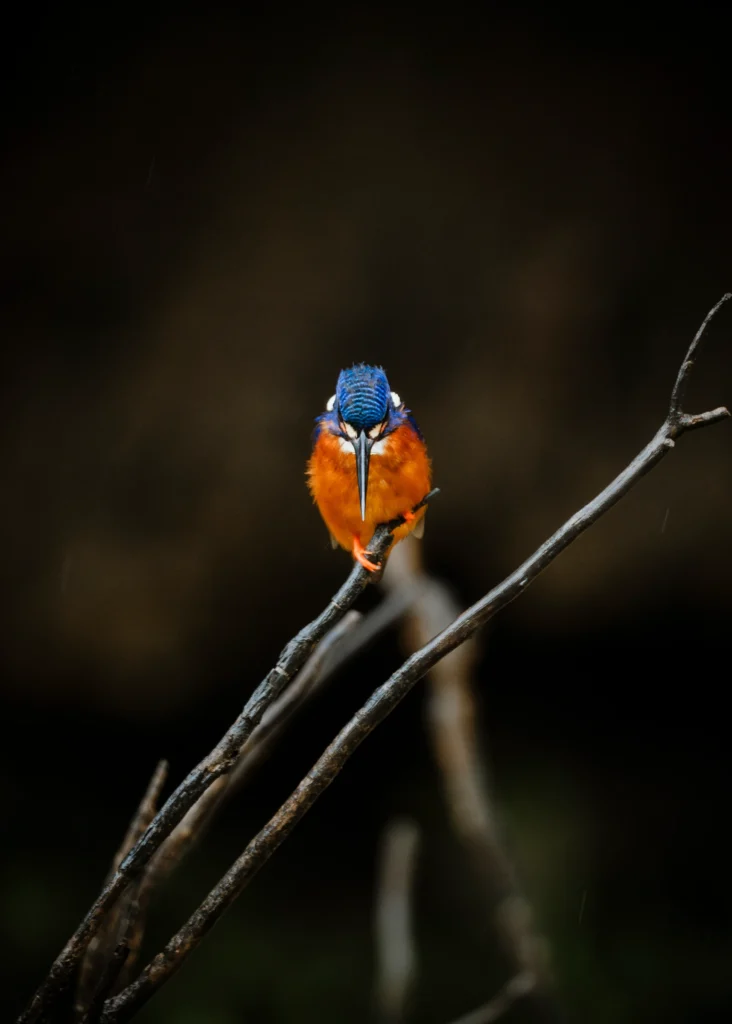 Birdwatching on the Kinabatangan: What to Expect, When to Come and What to Bring
