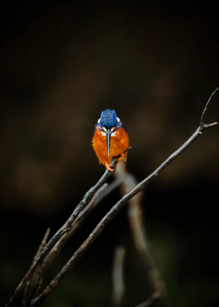 A stork-billed kingfisher with a large red bill perched on a bare branch over the Kinabatangan river