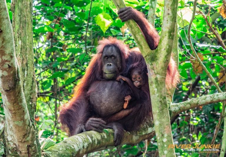 Wild orang-utan mother and infant resting in a Kinabatangan tree