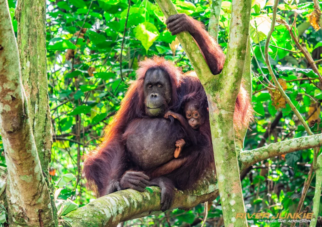 Wild orang-utan mother with baby in the canopy, Kinabatangan