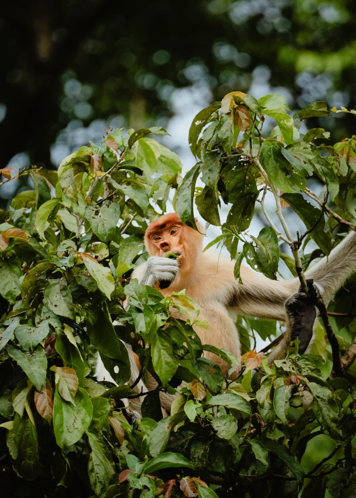 Proboscis monkey in a riverside tree on the Kinabatangan, Sabah