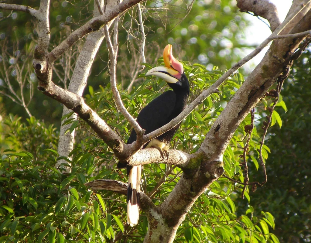 A pair of rhinoceros hornbills with large curved orange casques perched in a fruiting rainforest tree