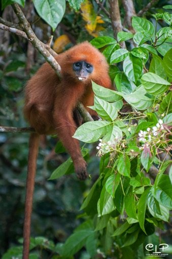 Red leaf monkey
